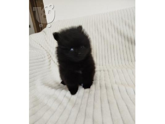 Όμορφα κουτάβια Pomeranian Spitz